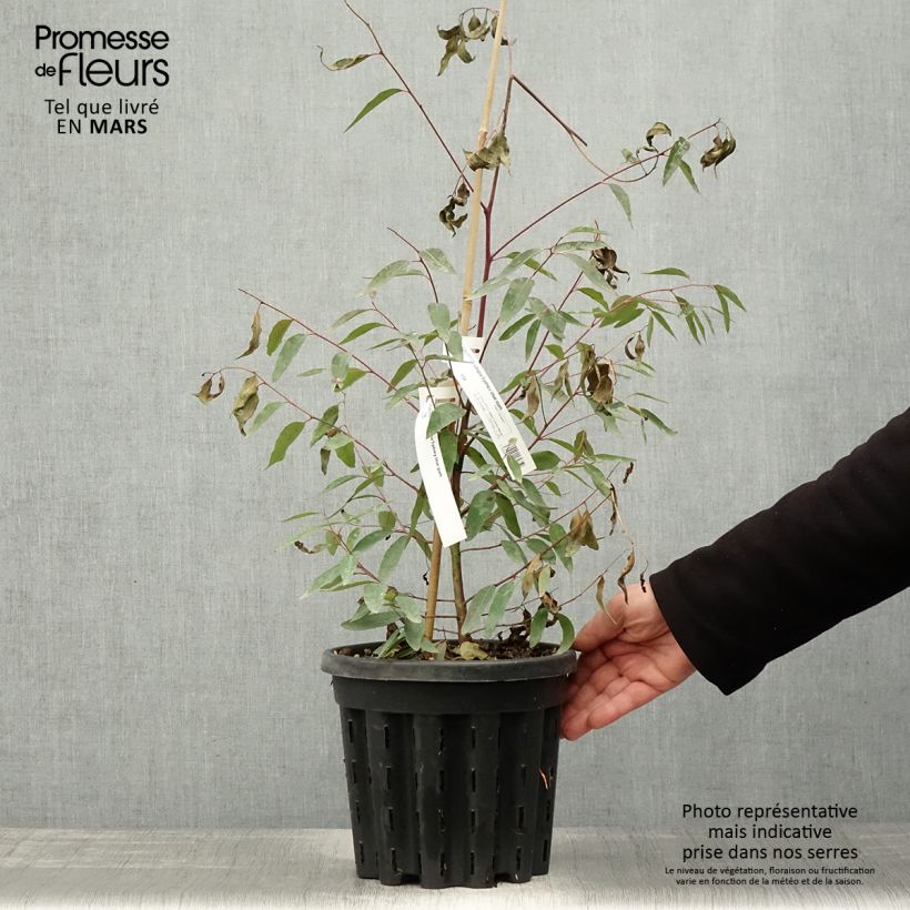 Eucalyptus saligna - Eucalipto Vaso da 4L/5LAltezza consegnata circa 40/60cm esemplare consegnato in primavera