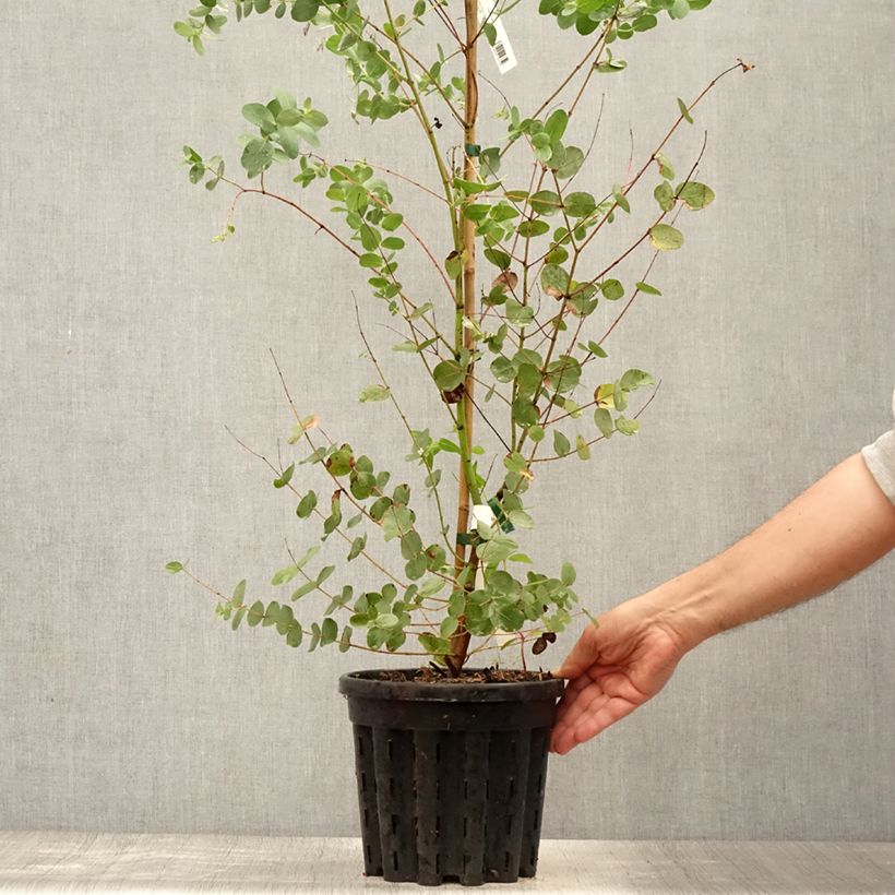 Esemplare di Eucalyptus saxatilis - Eucalipto Vaso da 4L/5L consegnato in estate