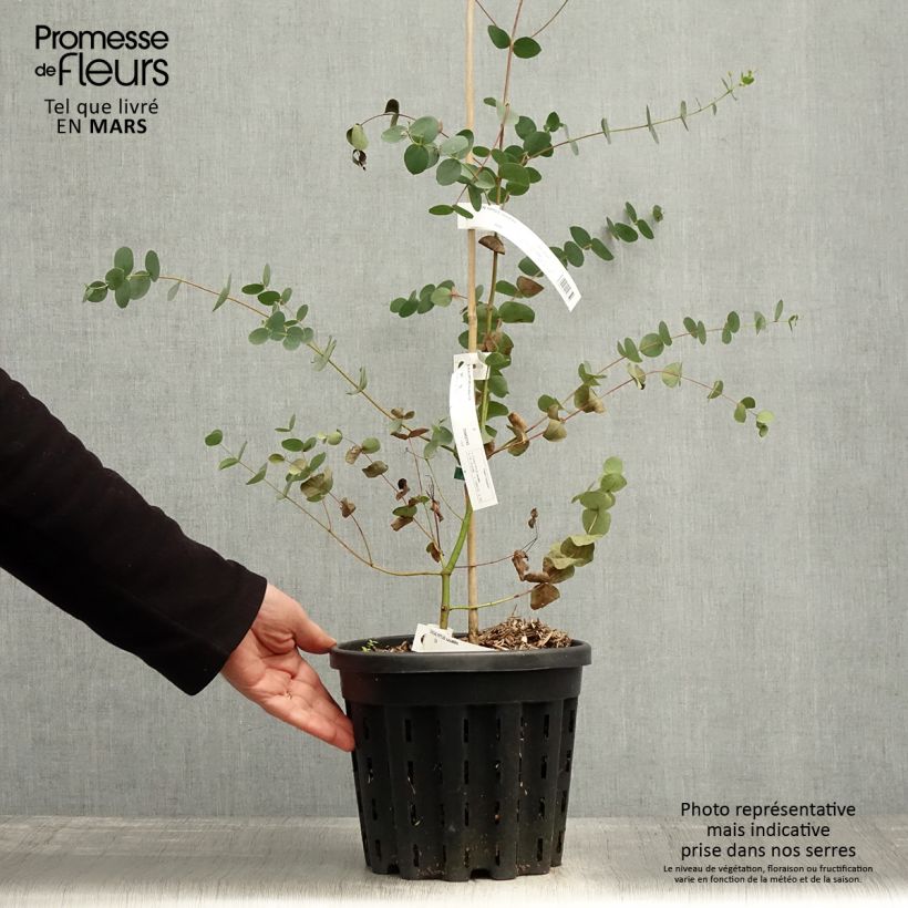 Eucalyptus saxatilis - Eucalipto Vaso da 4L/5LAltezza consegnata circa 40/60cm esemplare consegnato in primavera