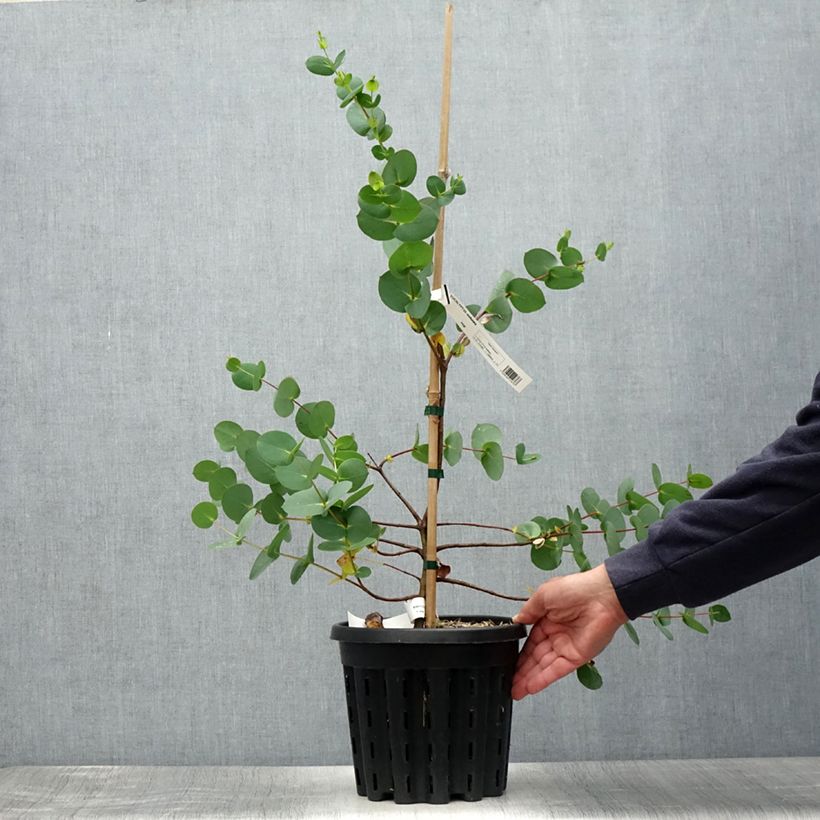 Esemplare di Eucalyptus stellulata - Eucalipto Vaso da 3L/4L consegnato in estate