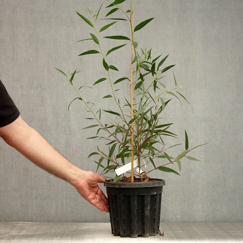 Esemplare di Eucalyptus stricta - Eucalipto Vaso da 4L/5L consegnato in estate