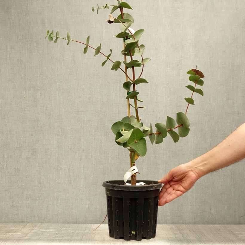 Esemplare di Eucalyptus sturgissiana - Eucalipto Vaso da 4L/5L consegnato in estate