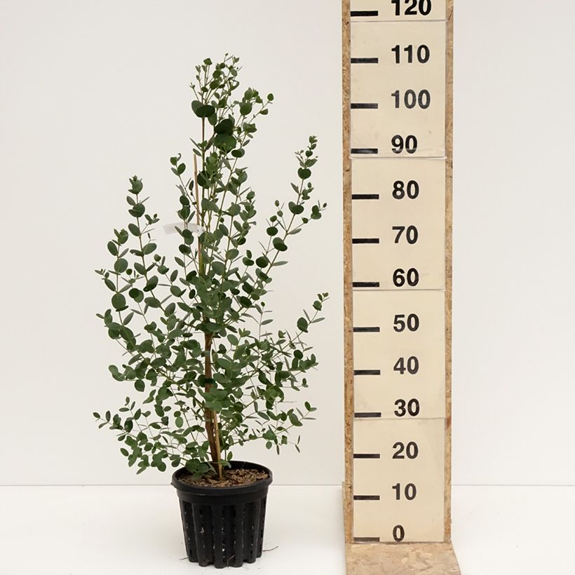 Eucalyptus subcrenulata - Eucalipto Vaso da 4L/5L esemplare consegnato in inverno
