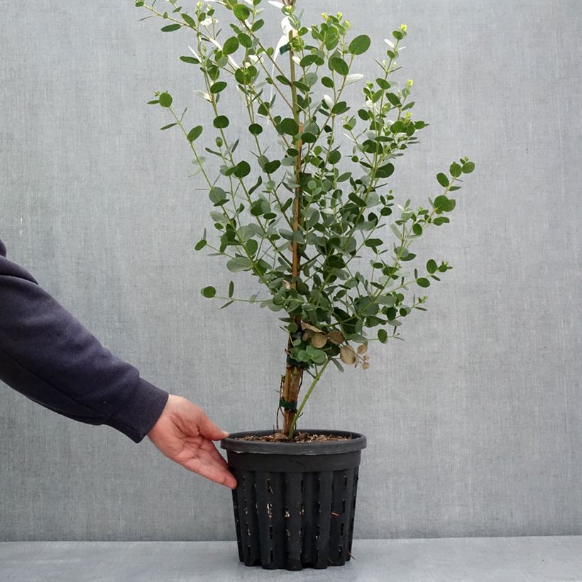 Eucalyptus subcrenulata - Eucalipto Vaso da 4L/5LAltezza consegnata circa 60/80cm esemplare consegnato in primavera