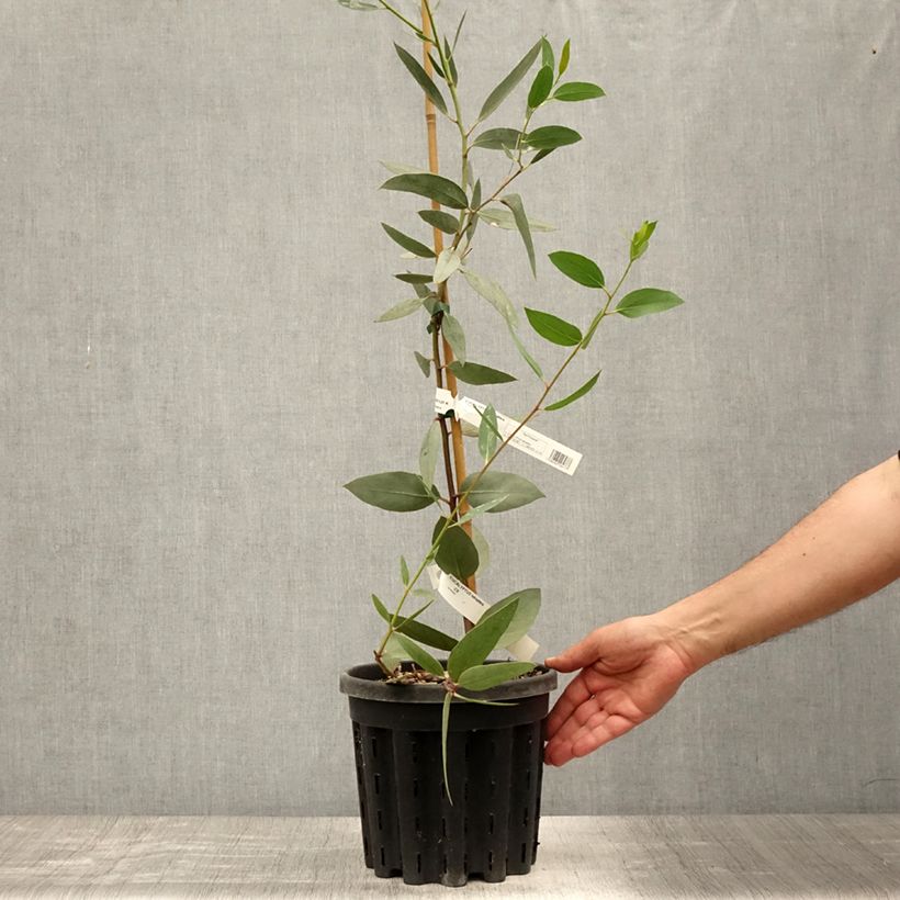 Esemplare di Eucalyptus tetraptera - Eucalipto Vaso da 4L/5L consegnato in estate