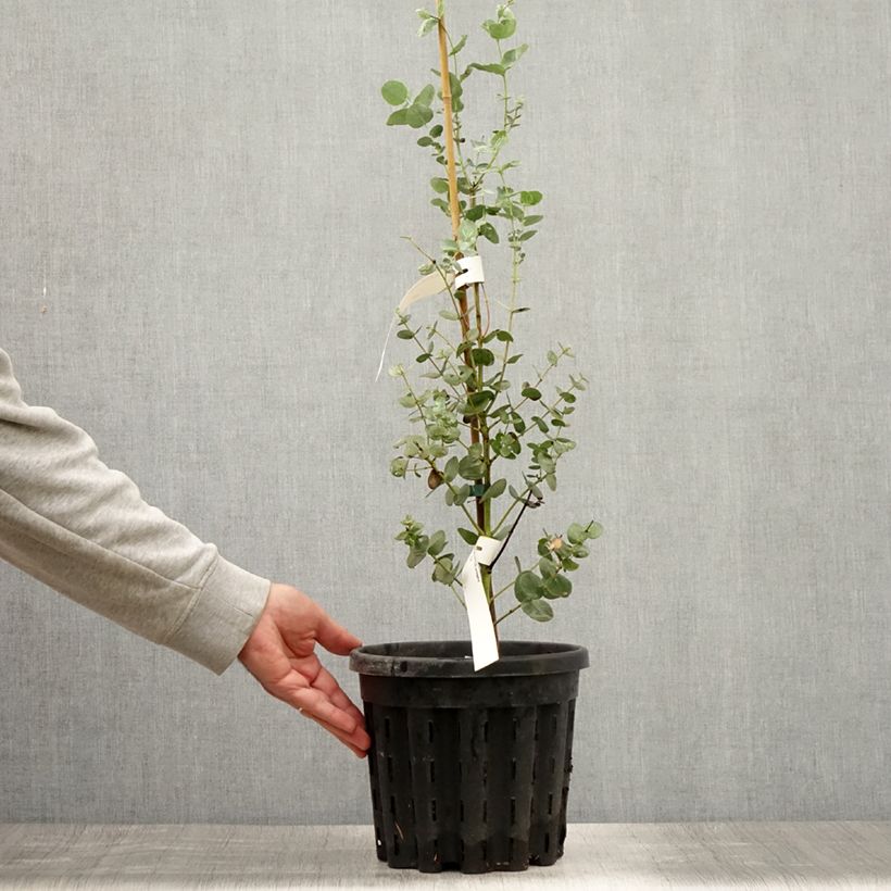 Esemplare di Eucalyptus urnigera f.glaucus - Eucalipto Vaso da 4L/5L consegnato in estate