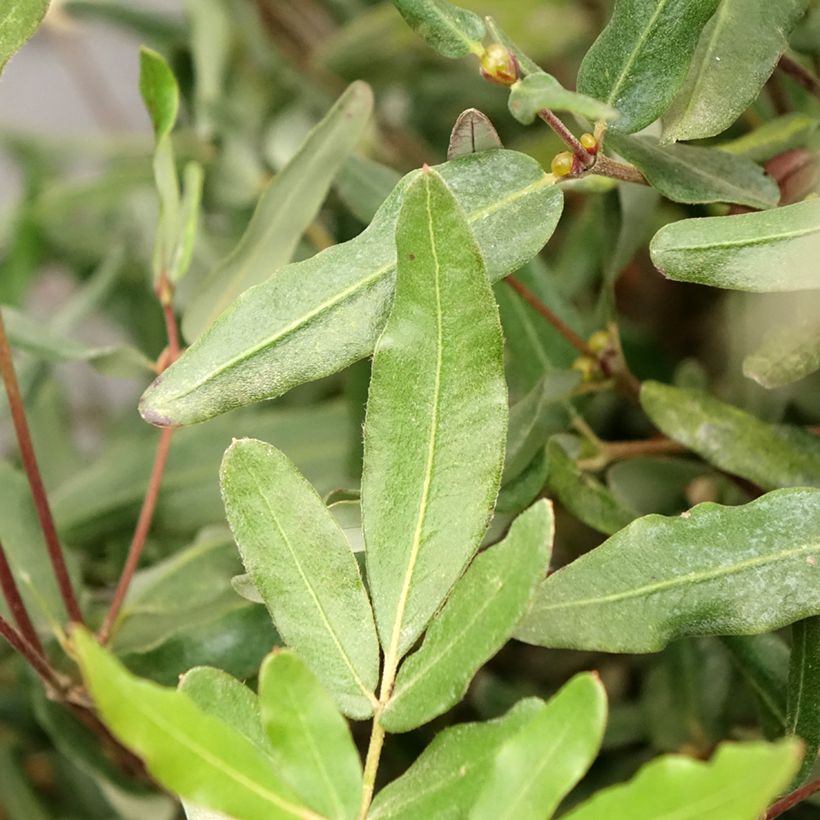 Eucryphia lucida Ballerina (Fogliame)