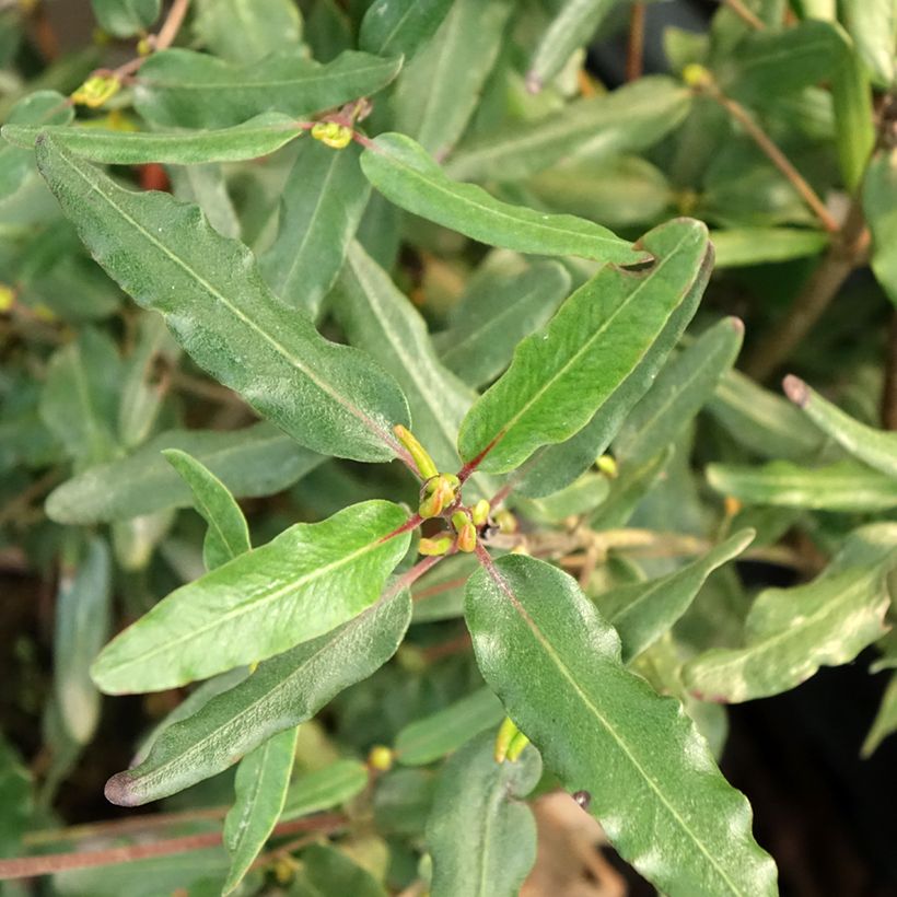 Eucryphia moorei (Fogliame)