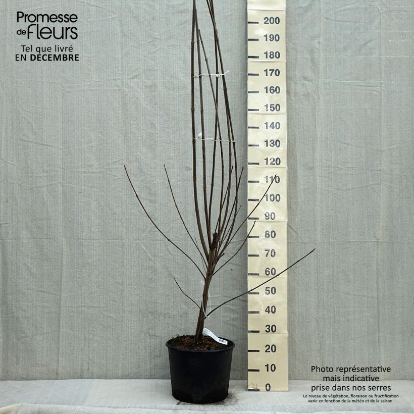 Tetradium daniellii - Evodia Vaso da 12L/15L esemplare consegnato in inverno