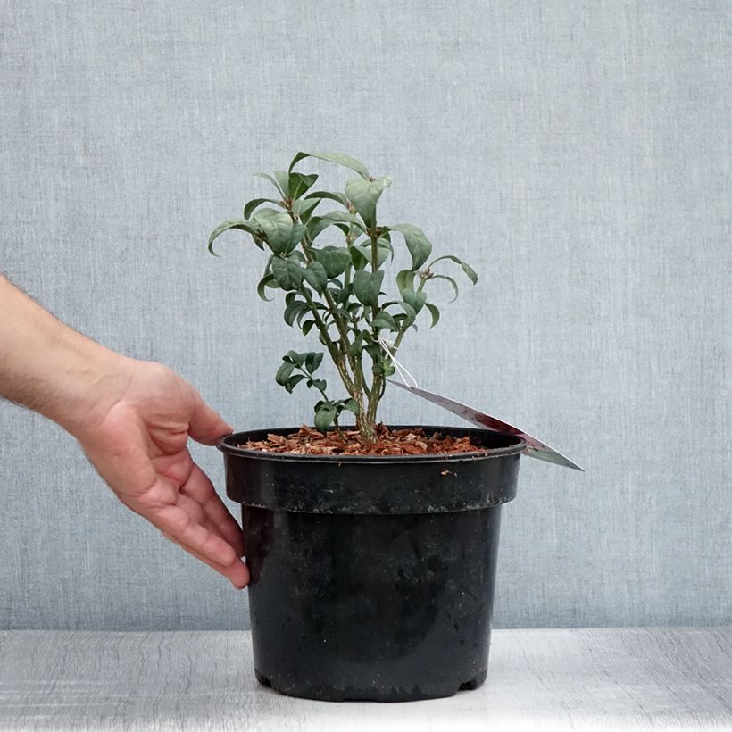 Esemplare di Euonymus alatus Compactus - Evonimo alato Vaso da 4L/5L consegnato in estate
