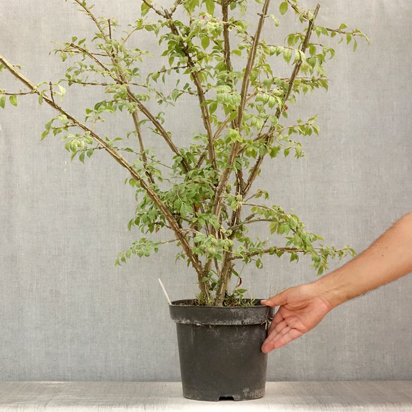 Esemplare di Euonymus alatus - Evonimo alato Vaso da 7,5L/10L consegnato in estate