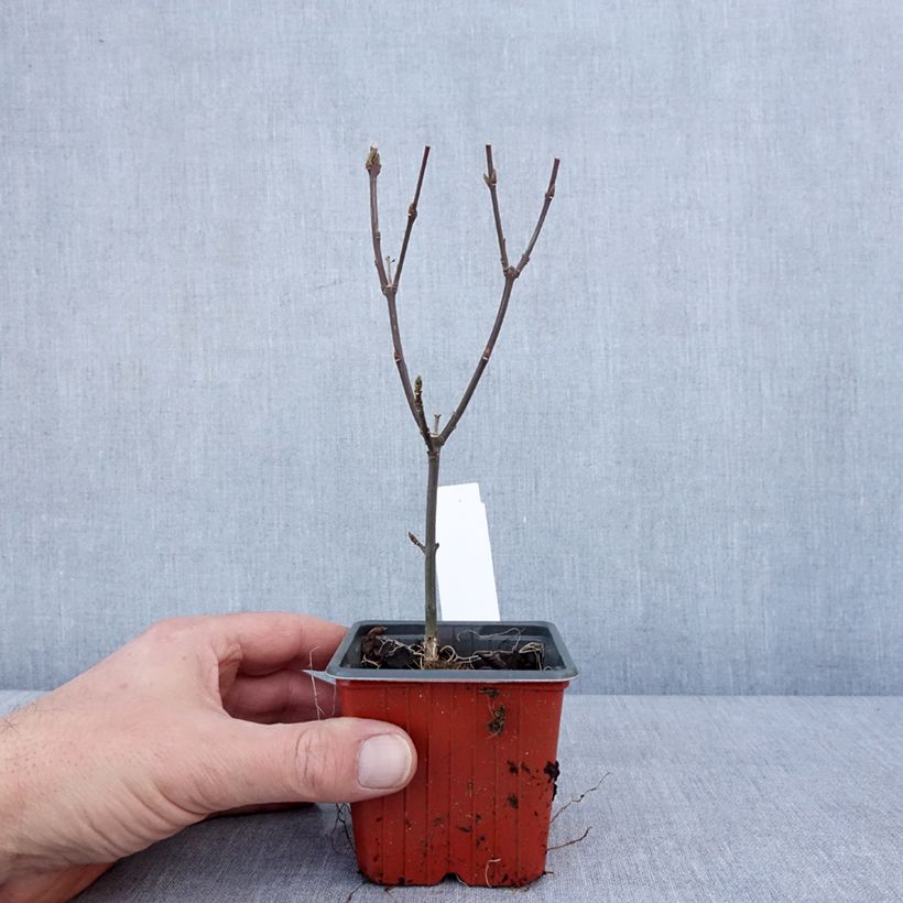 Euonymus europaeus Red Cascade - Fusaria comune Vasetto da 8/9 cm esemplare consegnato in inverno