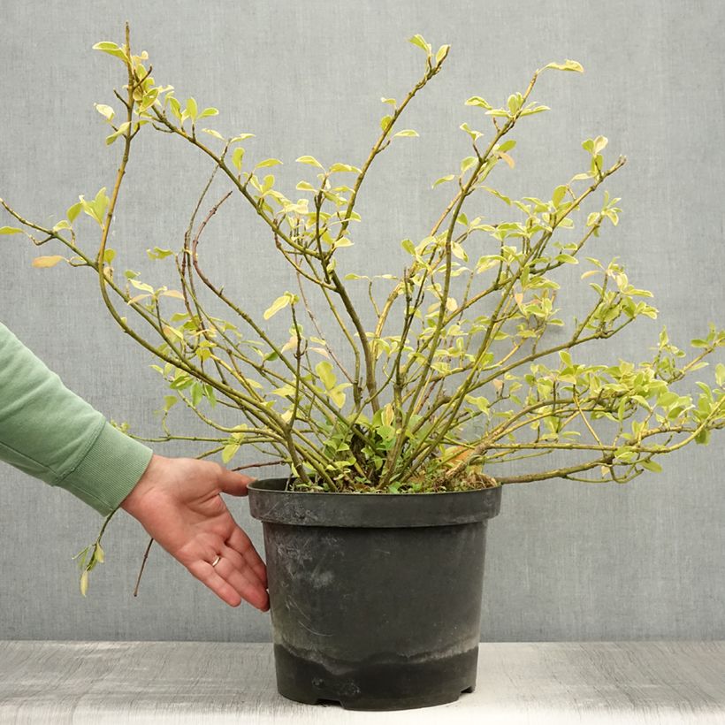 Esemplare di Euonymus fortunei Blondy Vaso da 7,5L/10L consegnato in estate