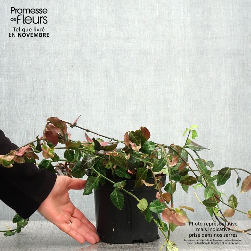 Esemplare di Euonymus fortunei Coloratus Vaso da 1,5L/2L come consegnato in autunno