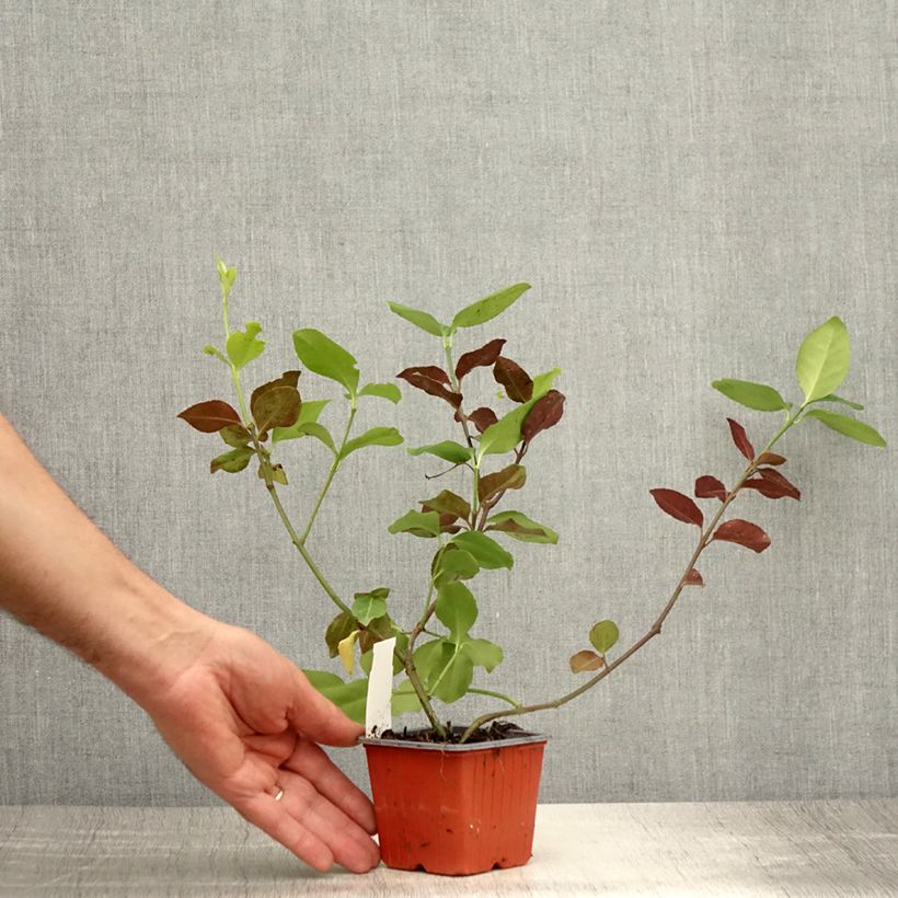 Esemplare di Euonymus fortunei Dart's Blanket Vasetto da 8/9 cm consegnato in estate