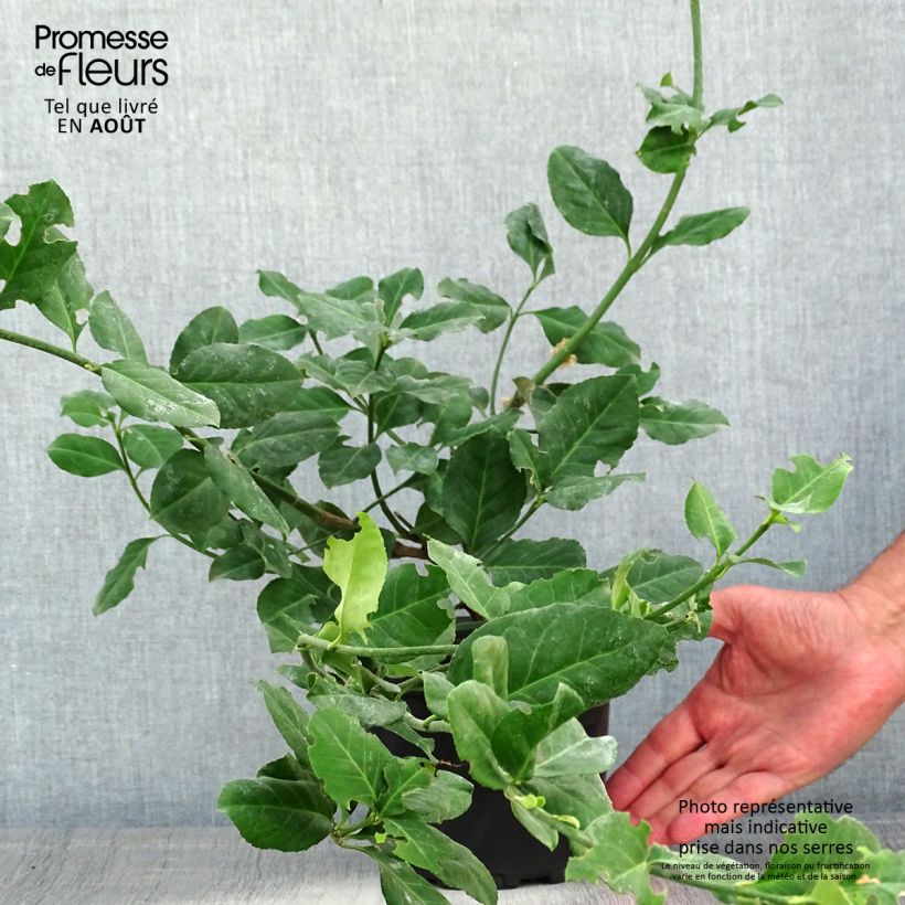 Esemplare di Euonymus fortunei Dart's Blanket Vaso da 2L/3L consegnato in estate