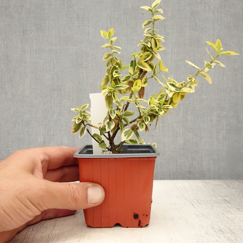 Esemplare di Euonymus fortunei Emerald 'n gold Vasetto da 8/9 cm consegnato in estate