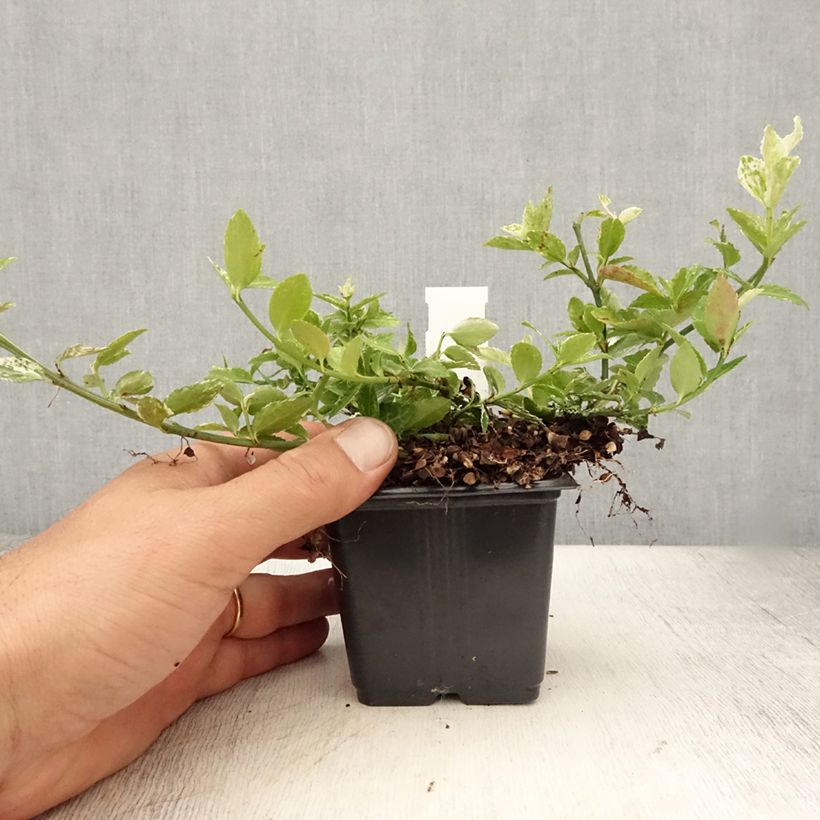 Esemplare di Euonymus fortunei Harlequin Vasetto da 8/9 cm consegnato in estate