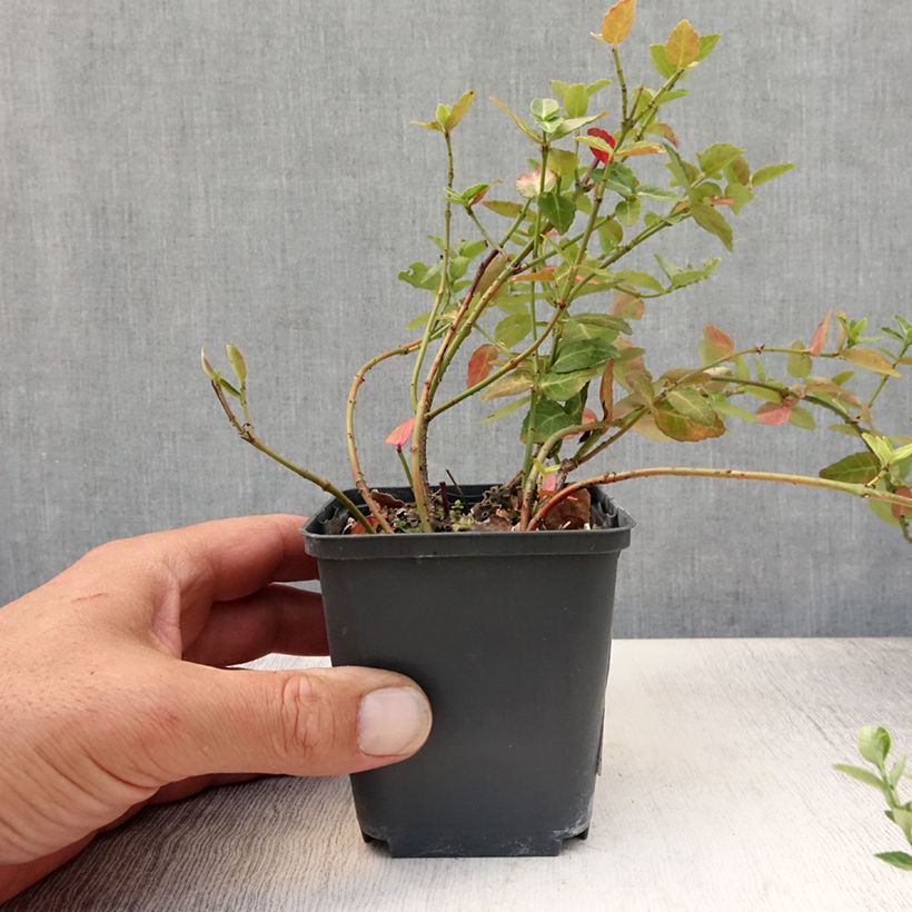 Esemplare di Euonymus fortunei Radicans Vasetto da 8/9 cm consegnato in estate