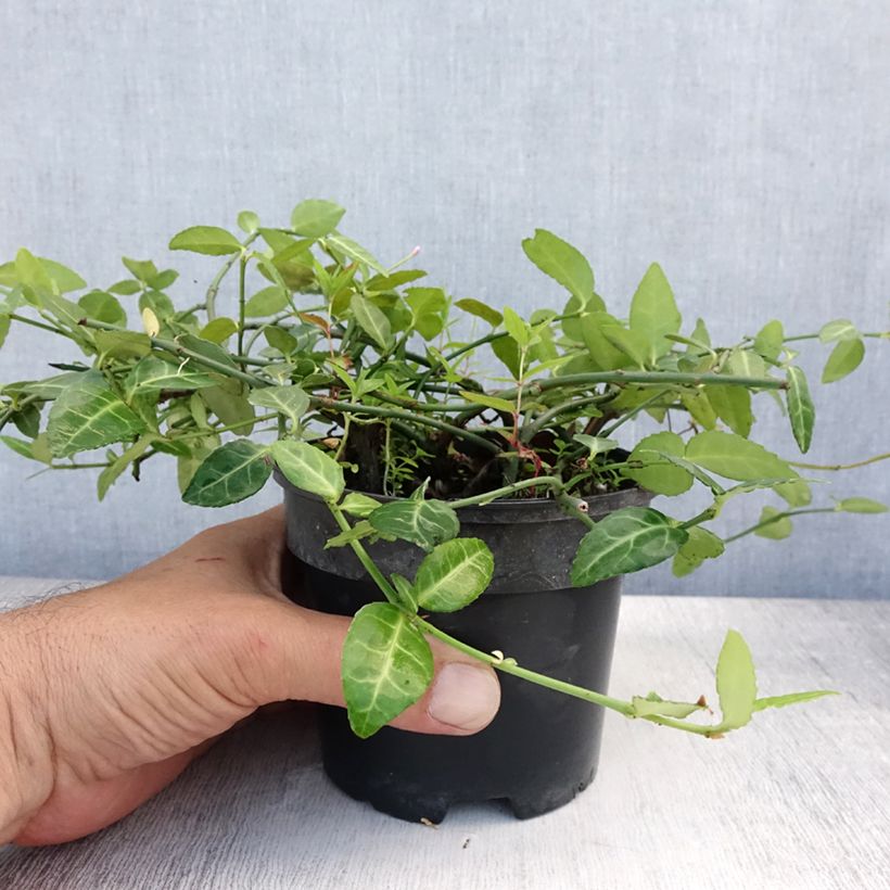 Esemplare di Euonymus fortunei Radicans Vaso da 1L/1,5L consegnato in estate