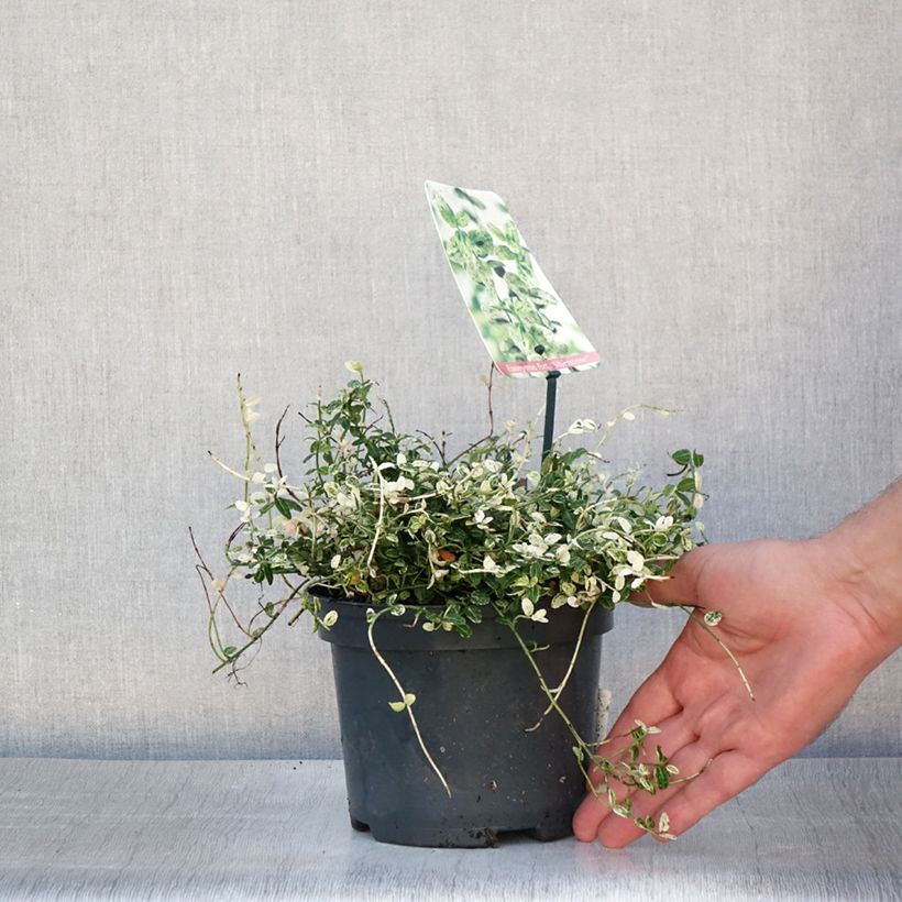 Esemplare di Euonymus fortunei Silverstone Vaso da 2L/3L consegnato in estate