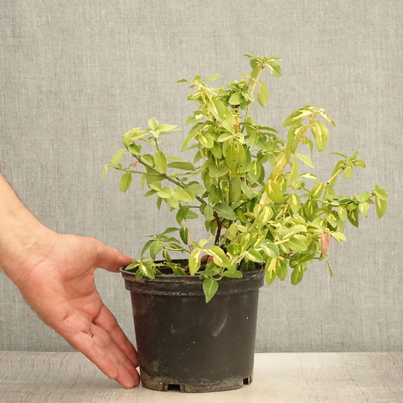 Esemplare di Euonymus fortunei Sunspot Vaso da 2L/3L consegnato in estate