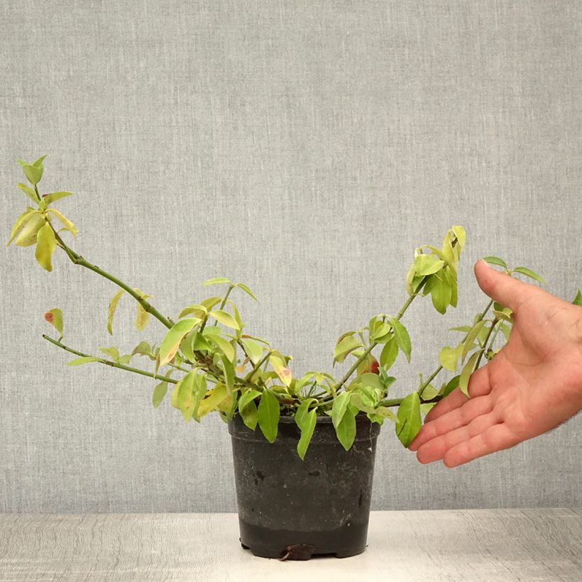 Esemplare di Euonymus fortunei Tustin Vaso da 1L/1,5L consegnato in estate