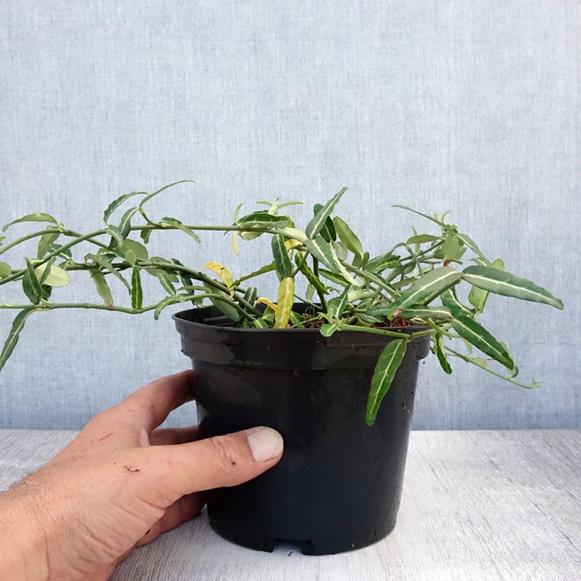 Esemplare di Euonymus fortunei var. radicans Wolong Ghost Vaso da 2L/3L consegnato in estate