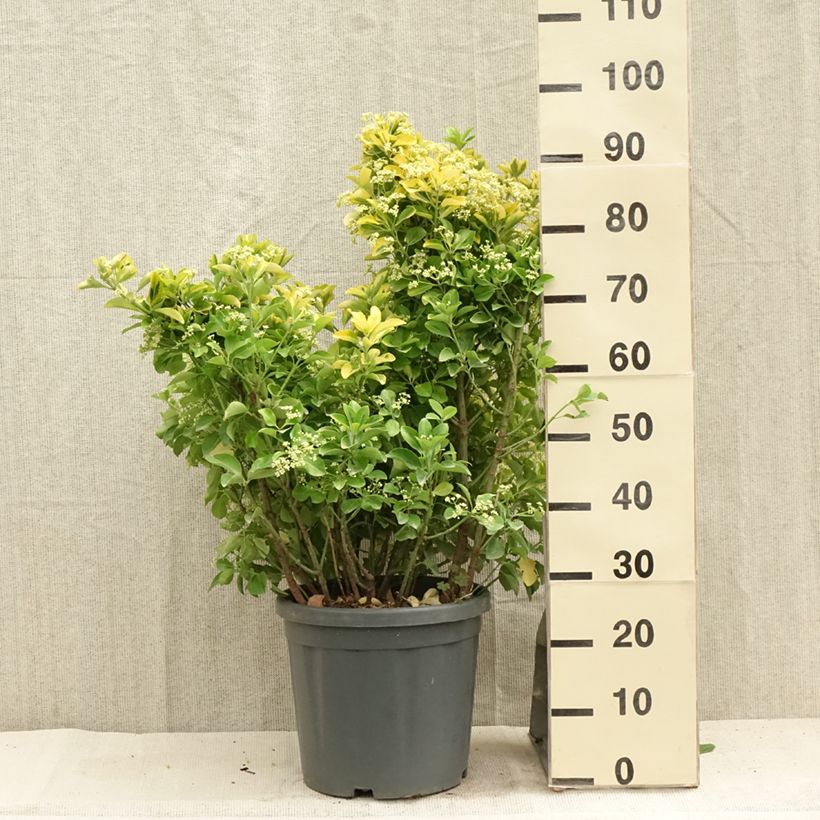 Esemplare di Fusaria giapponese Aureus Vaso da 7,5L/10L consegnato in estate