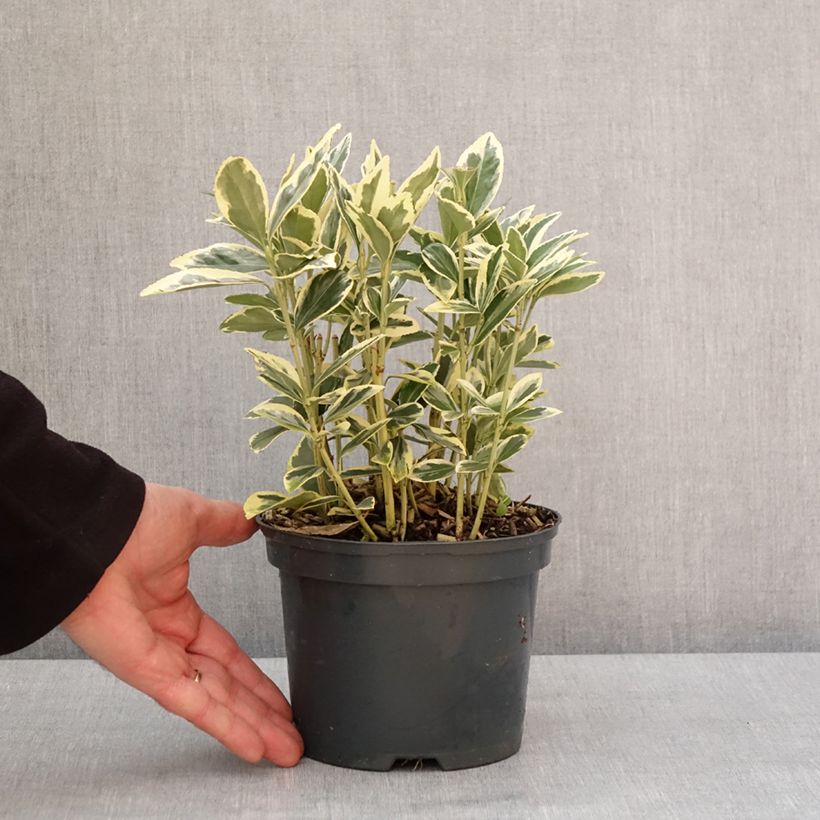 Fusaria giapponese Bravo Vaso da 2L/3L esemplare consegnato in inverno
