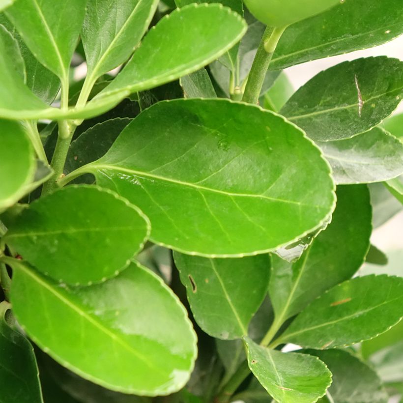 Fusaria giapponese (Fogliame)