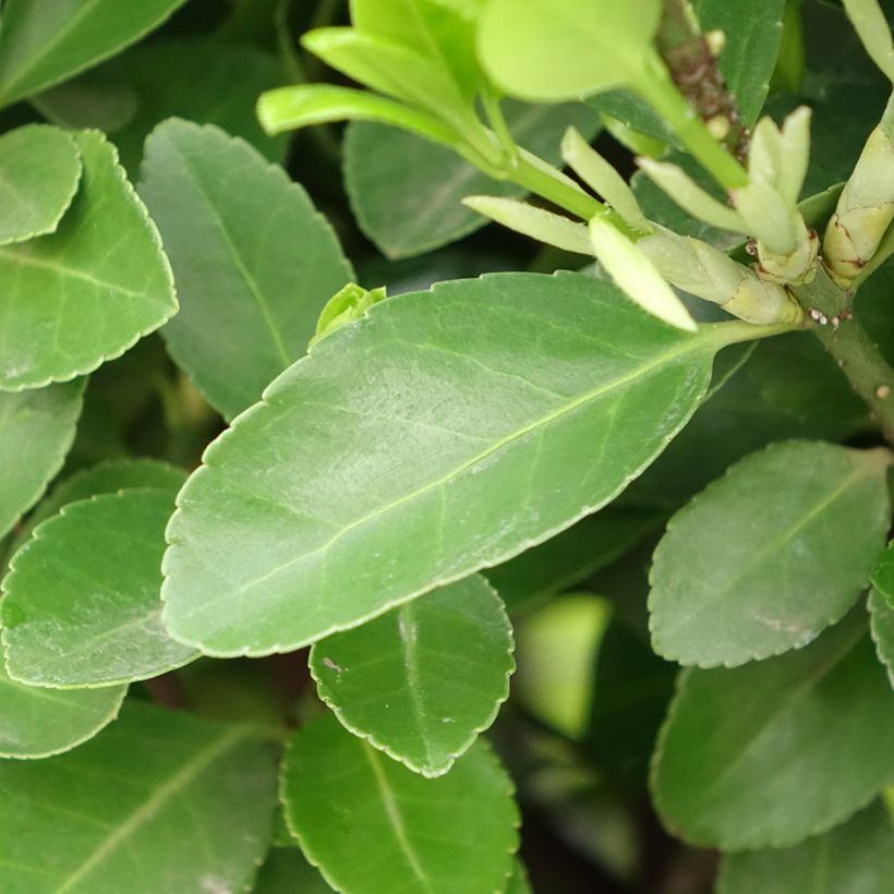 Fusaria giapponese (Fogliame)