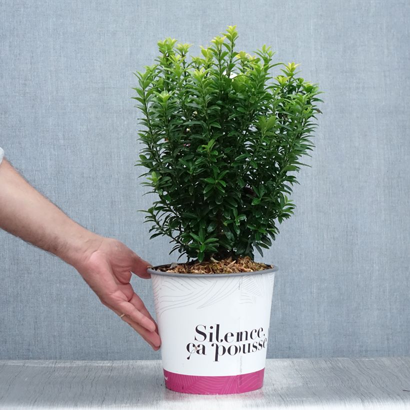 Esemplare di Fusaria giapponese Happiness Vaso da 4L/5L consegnato in estate