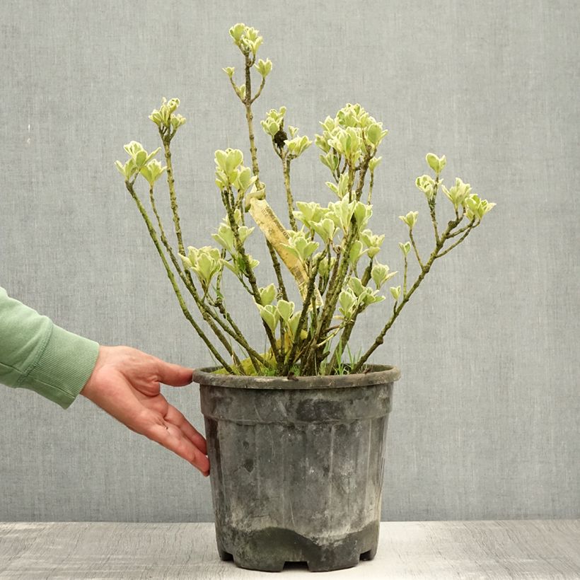 Esemplare di Fusaria giapponese Kathy Vaso da 7,5L/10L consegnato in estate