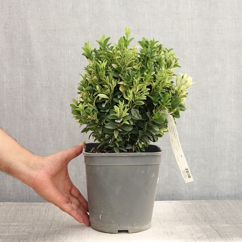 Esemplare di Fusaria giapponese Paloma Blanca Vaso da 3L/4L consegnato in estate
