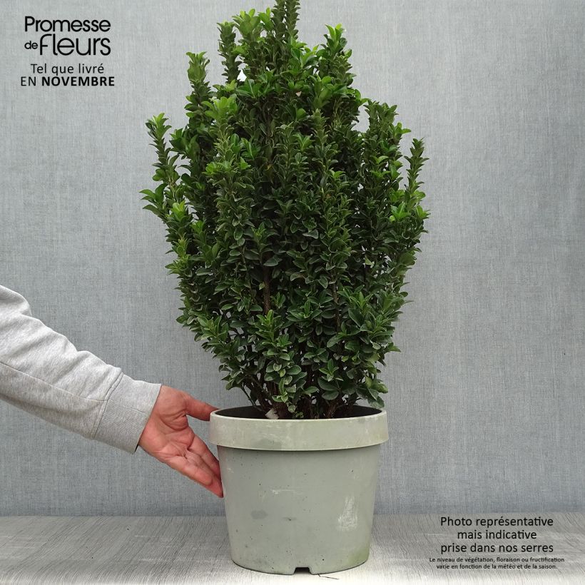 Esemplare di Fusaria giapponese Paloma Blanca Vaso da 7,5L/10L come consegnato in autunno