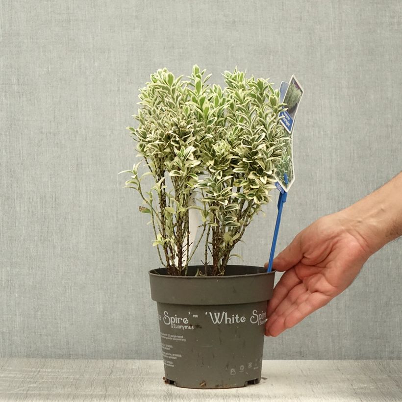 Esemplare di Fusaria giapponese White Spire Vaso da 2L/3L consegnato in estate
