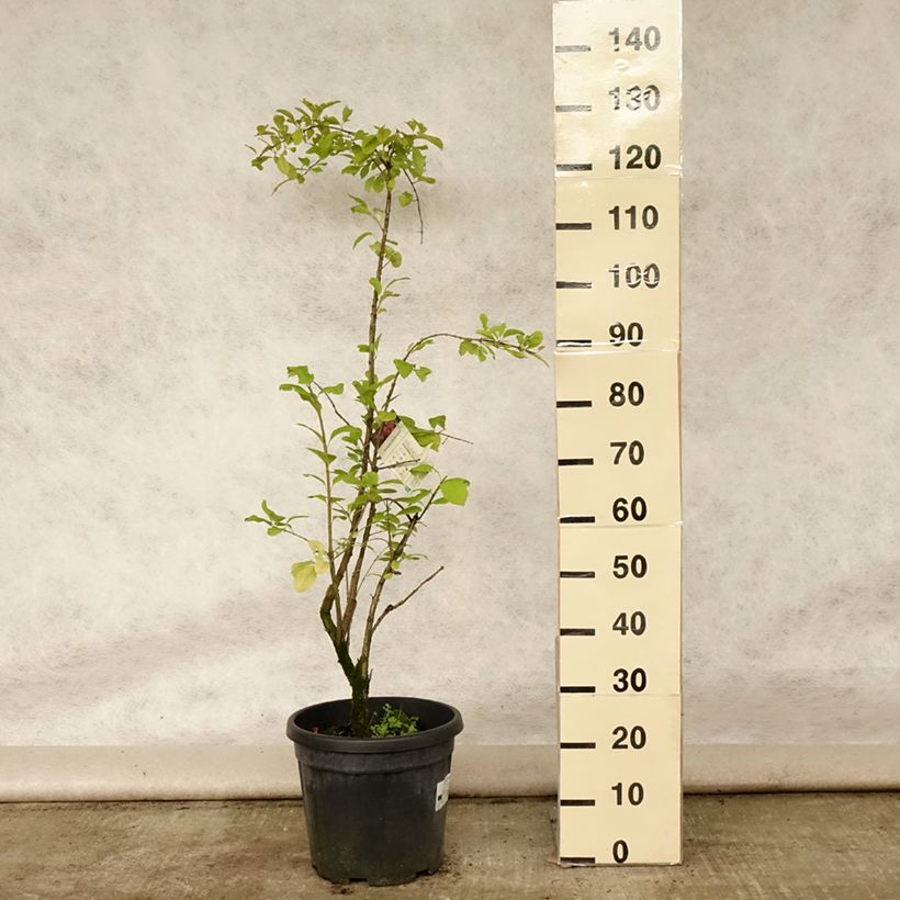 Esemplare di Euonymus phellomanus Vaso da 12L/15L consegnato in estate