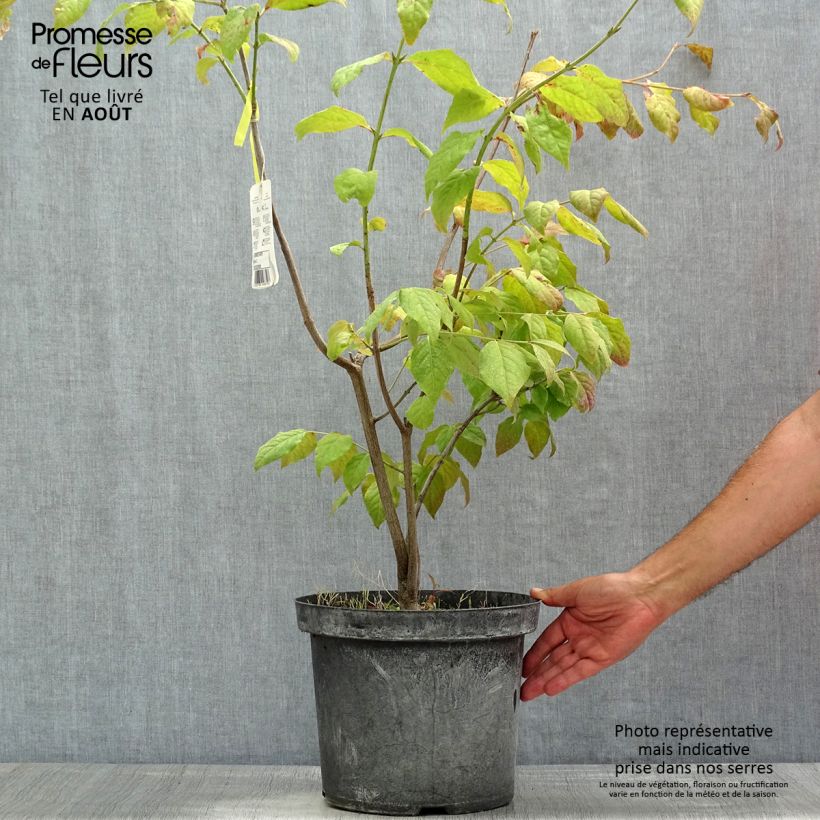 Esemplare di Euonymus planipes Vaso da 2L/3L consegnato in estate