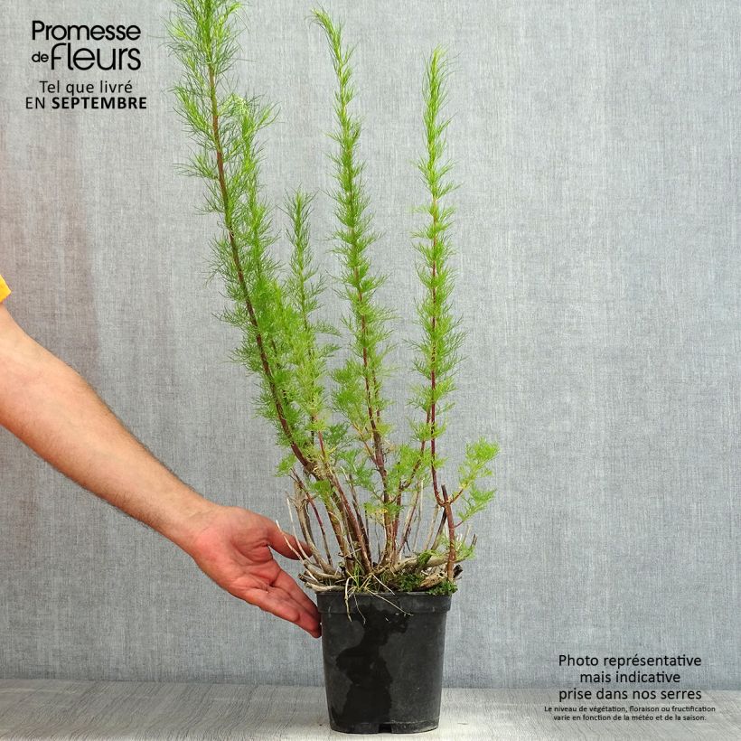 Esemplare di Eupatorium capillifolium Elegant Plume Vaso da 2L/3L consegnato in estate