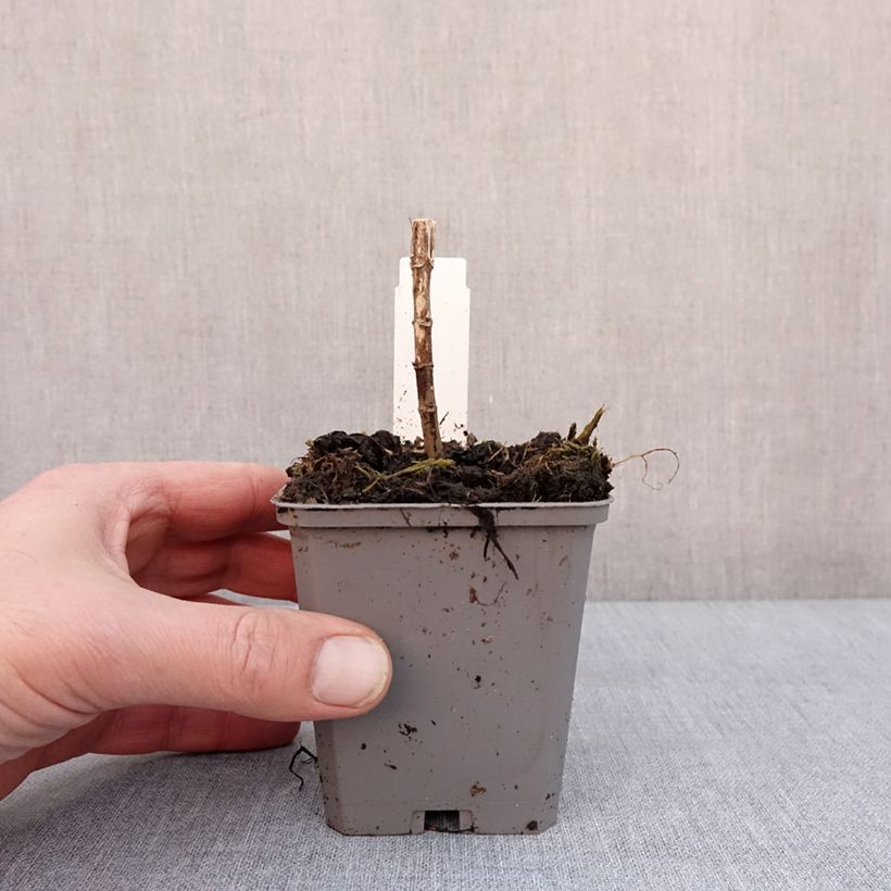 Eupatorium Baby Joe Vasetto da 8/9 cm esemplare consegnato in inverno