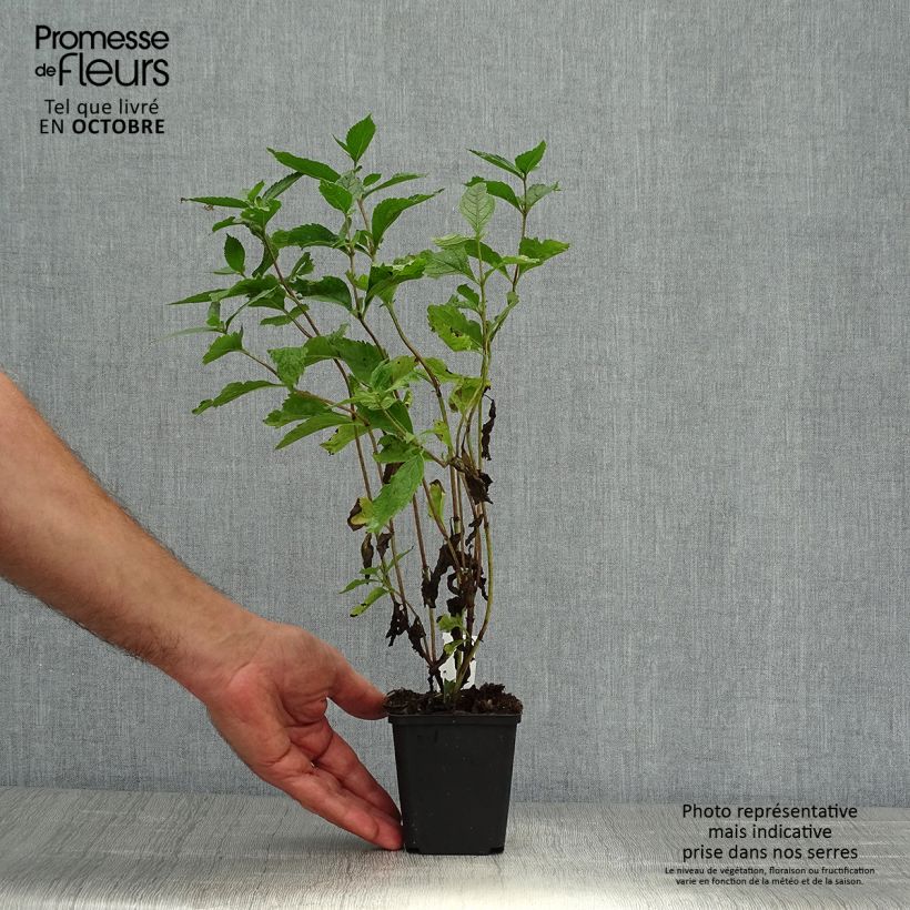 Esemplare di Eupatorium maculatum Phantom Vasetto da 8/9 cm come consegnato in autunno