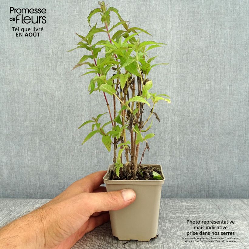 Esemplare di Eupatorium perfoliatum Vasetto da 8/9 cm consegnato in estate