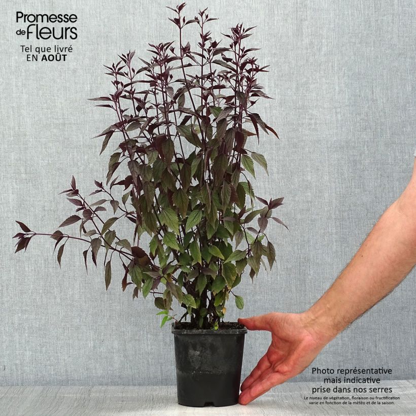 Esemplare di Eupatorium altissima Chocolate Vaso da 1,5L/2L consegnato in estate