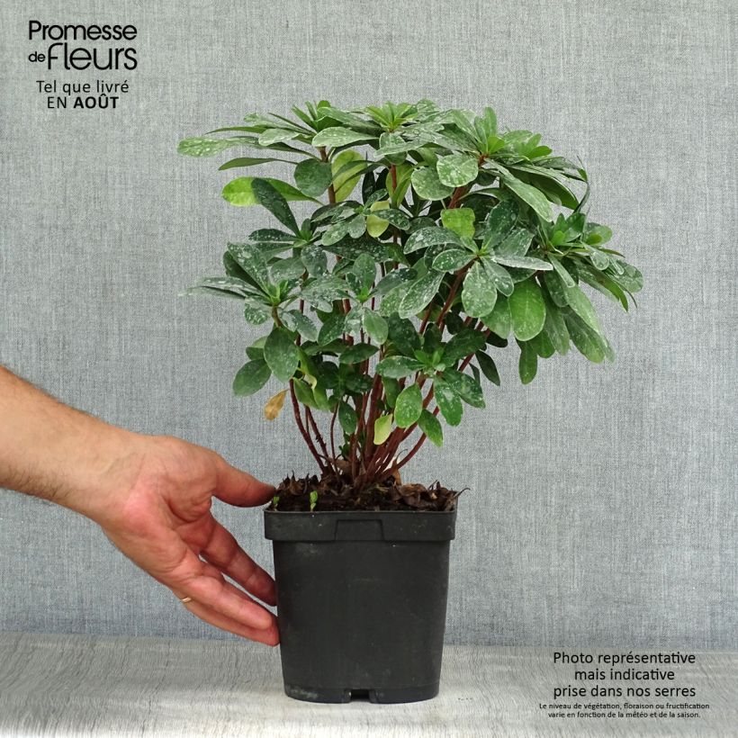 Esemplare di Euphorbia amygdaloïdes var. robbiae Vaso da 2L/3L consegnato in estate