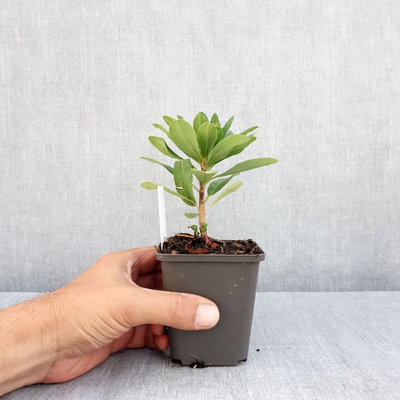 Esemplare di Euphorbia amygdaloïdes var. robbiae Vasetto da 8/9 cm consegnato in estate