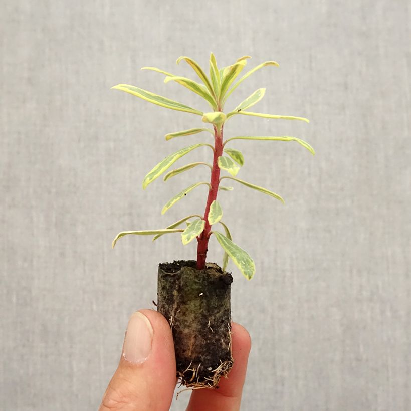 Esemplare di Euphorbia martinii Ascot Rainbow zolla 4 cm x 4,5 cm come consegnato in autunno