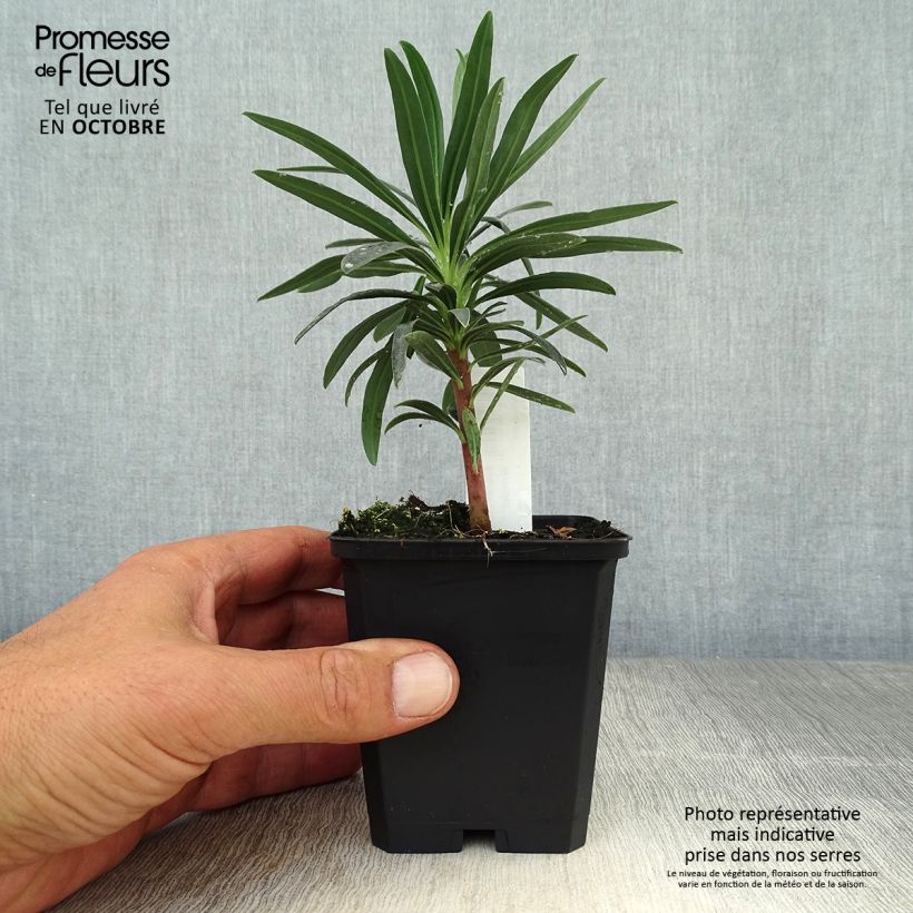 Esemplare di Euphorbia characias Blue Wonder Vasetto da 8/9 cm come consegnato in autunno