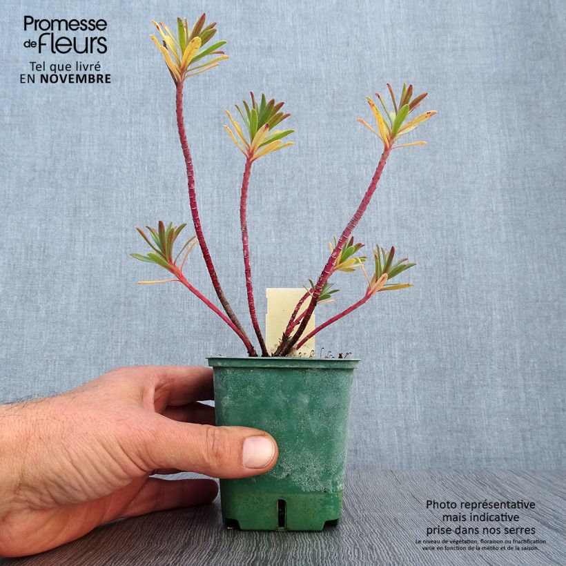 Esemplare di Euphorbia nicaeensis Vasetto da 8/9 cm come consegnato in autunno