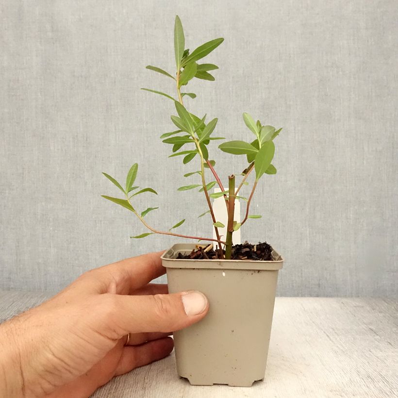Esemplare di Euphorbia palustris Walenburg's Glory Vasetto da 8/9 cm consegnato in estate